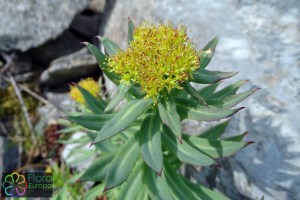 rhodiola rosea (3).jpg